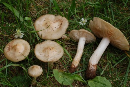   Entoloma saepium 